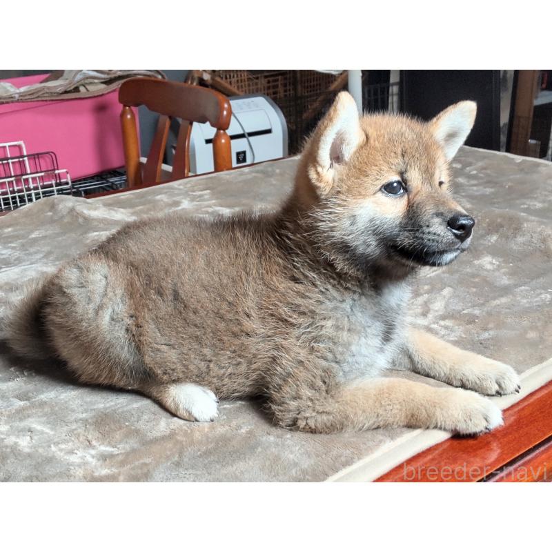 販売中の秋田県の柴犬-396401の5枚目